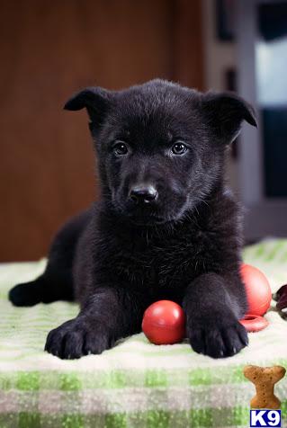 German Shepherd Puppies in OH